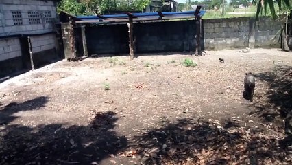 "PHILIPPINE NATIVE PIGLETS"