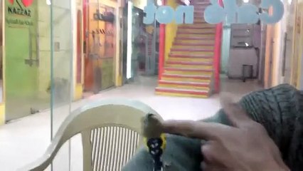 طائر حسون يأكل من فم صاحبه لقطة رائعة