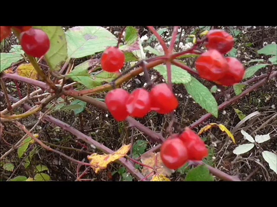 La nature l'arc en ciel de la vie