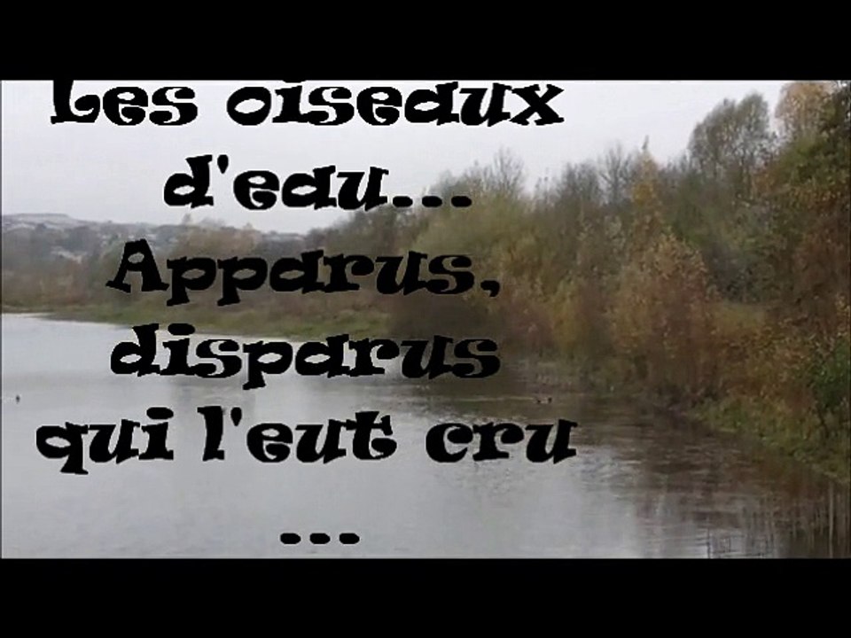 Les oiseaux d'eau