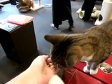 猫のおやつ体験記　猫カフェ「きゃりこ」 Cat snack Experiences Cat Cafe~CALICO~