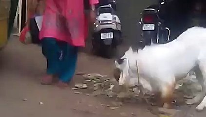 Hit by goat