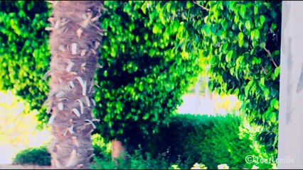 Hakuna Matata @ COSPLAY The Lion King human!