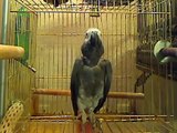 African Grey Parrot Lucy: Oh Yea, Shut Up