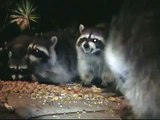 Racoons caught on tape