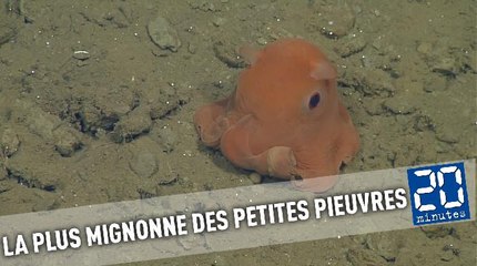 «Adorabilis»: La petite pieuvre toute mignonne