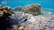 Baba Videos / S.U.P & Snorkeling at Reunion Island, Gopro