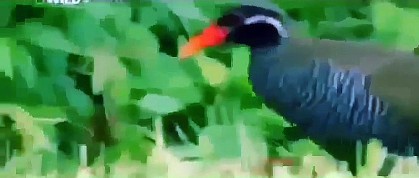 WILD JAPAN Animals Wildlife Nature documentary