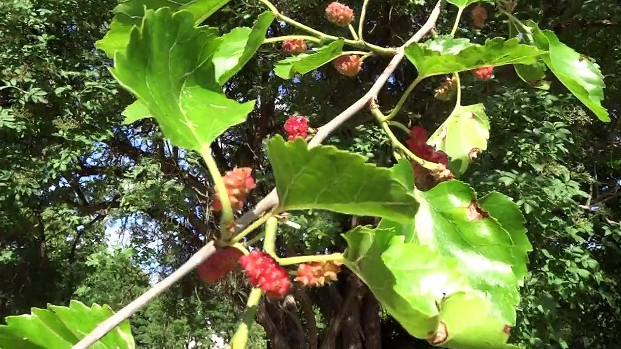 Perruches sauvages à Champrosay
