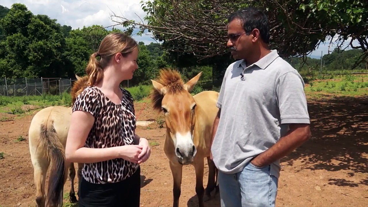 Celebrating the birthday of the first Przewalski’s horse born from artificial insemination.