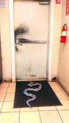 Snake Prank in Bathroom