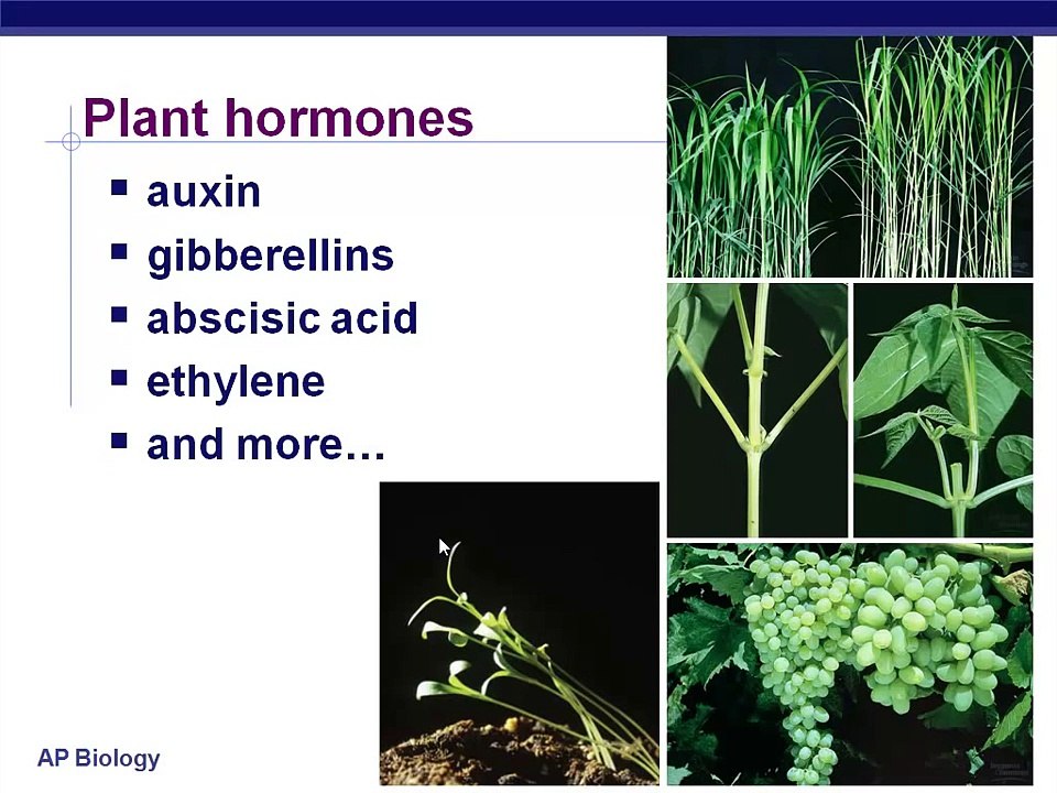 Plant Hormones