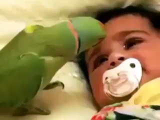 parrot is playing with baby