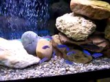 Cobalt Blue Cichlids/Hybrid Fry Feeding
