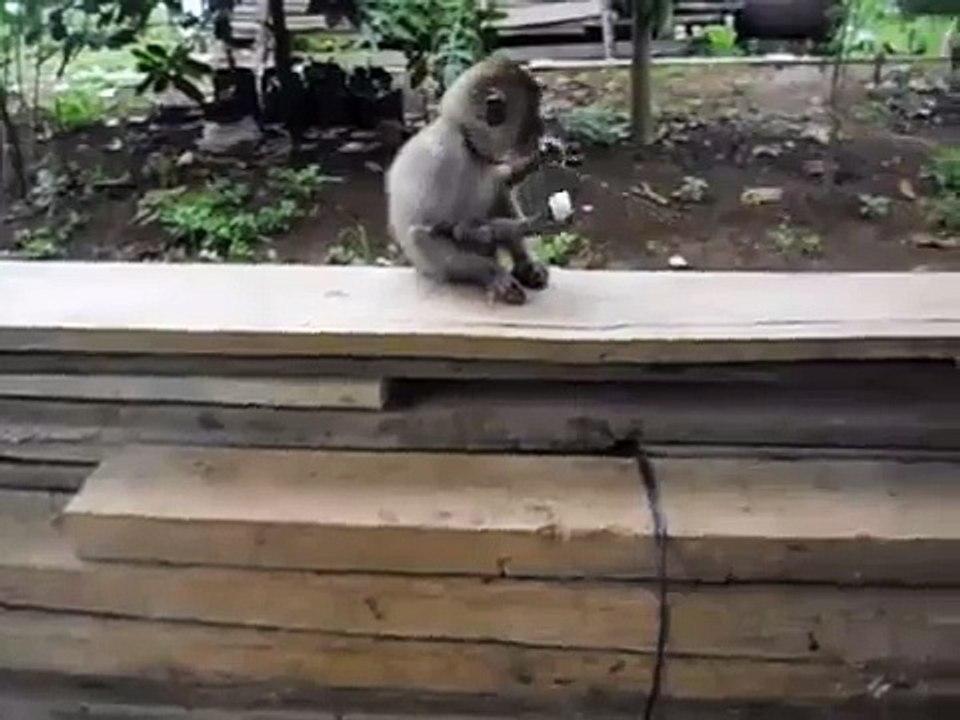 MONYET PELIHARAAN KAMI