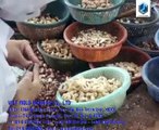 CASHEW PEELING MACHINE BY VIET MOLD MACHINE CO , LTD