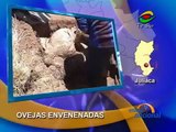 Rebaño de ovejas muere al ser bañadas con veneno contra garrapatas en Juliaca