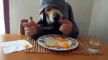 Dog Khana Khanda Dekho