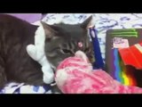Funny Cats Compilation   Funny Cat Videos Ever  Funny Videos   Funny Animals Funny Animal Videos 11
