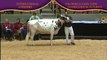 2010 World Dairy Expo International Futurity -- Ayrshire