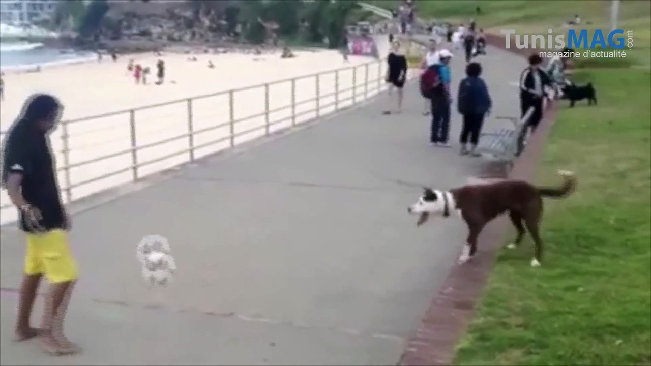 مباراة بين شاب و كلب