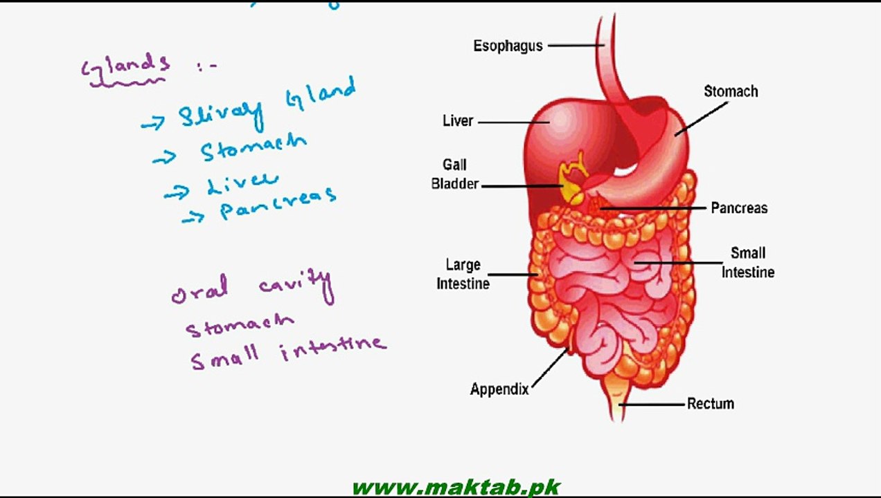 FSc Biology Book1, CH 12, LEC 11; Human Digestive System- Digestion in Oral Cavity