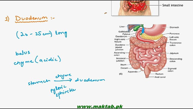 FSc Biology Book1, CH 12, LEC 13; Human Digestive System- Digestion in Small Intestine