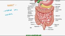 FSc Biology Book1, CH 12, LEC 15; Human Digestive System- Absorption in Large Intestine