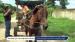 Honduran Cart Horses - Fly Fringe Appeal