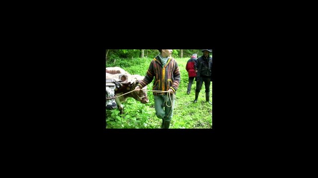 Attelage bovin, Journée technique à Soultzeren 2015 chez Philippe Kuhlmann, partie 3