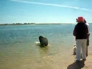Newfoundland & Shih Tzu swimming in Bass River