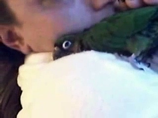 MR. GREEN GREEN CHEEK CONURE