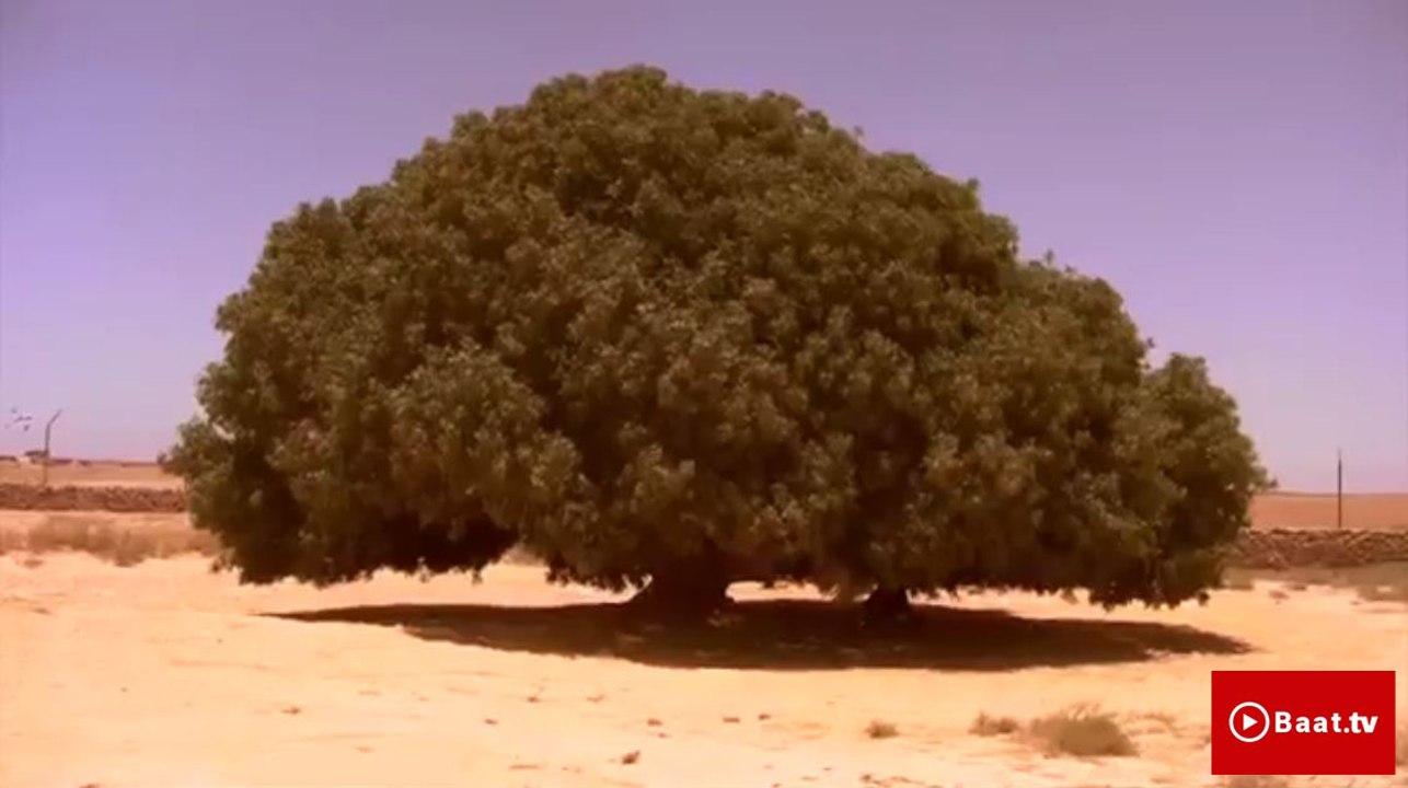 The Living Sahabi Tree  Short Documentary