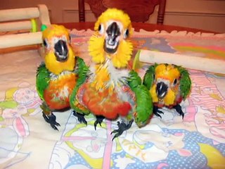 7 week old baby Jenday Conures