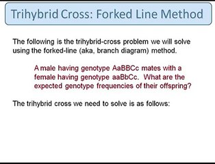 Genetics: Trihybrid Cross: The Forked Line Method
