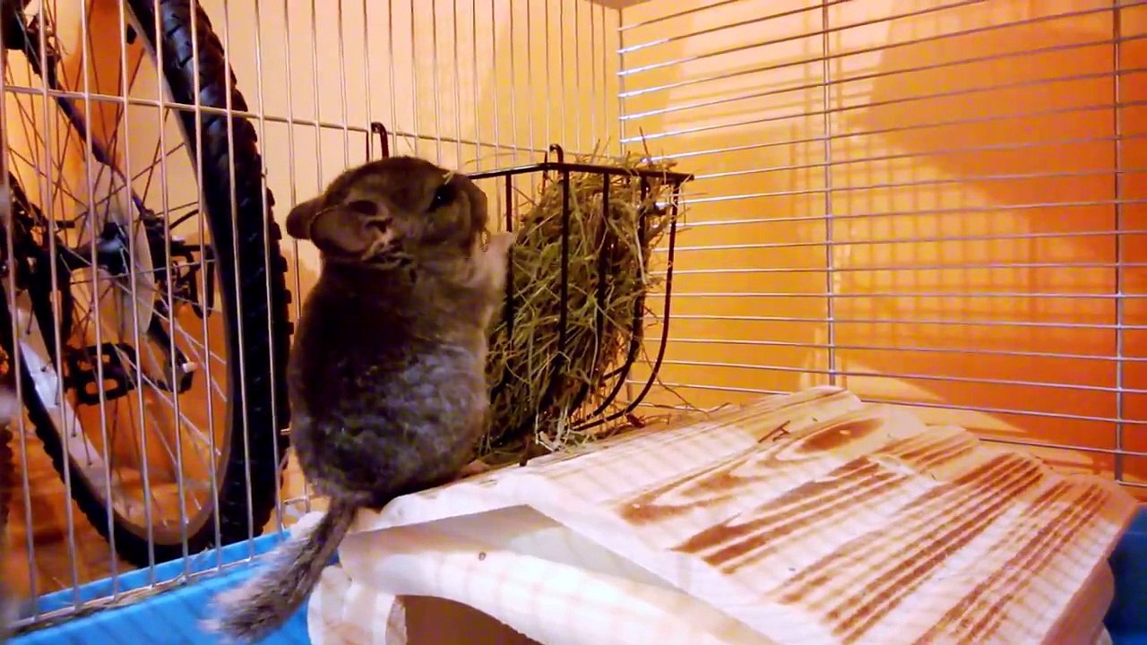 Mała szynszyla - Lilu / Small chinchilla - Lilu