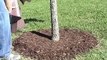 Treegator Jr. Pro Slow Release Watering Bag for Trees & Shrubs