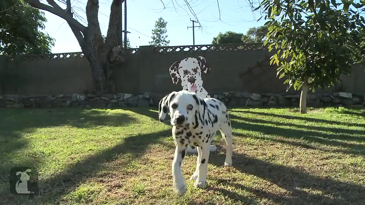 Dalmatian Puppies – Puppy Love