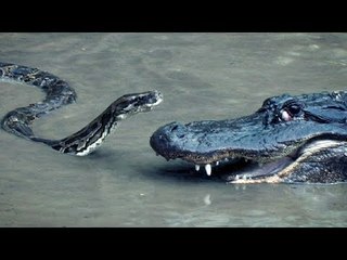 Python vs Alligator Real Fight Python attacks Alligator