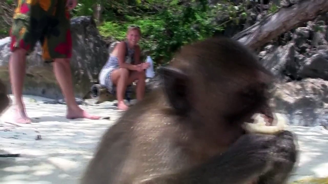 Macaque Needs Help