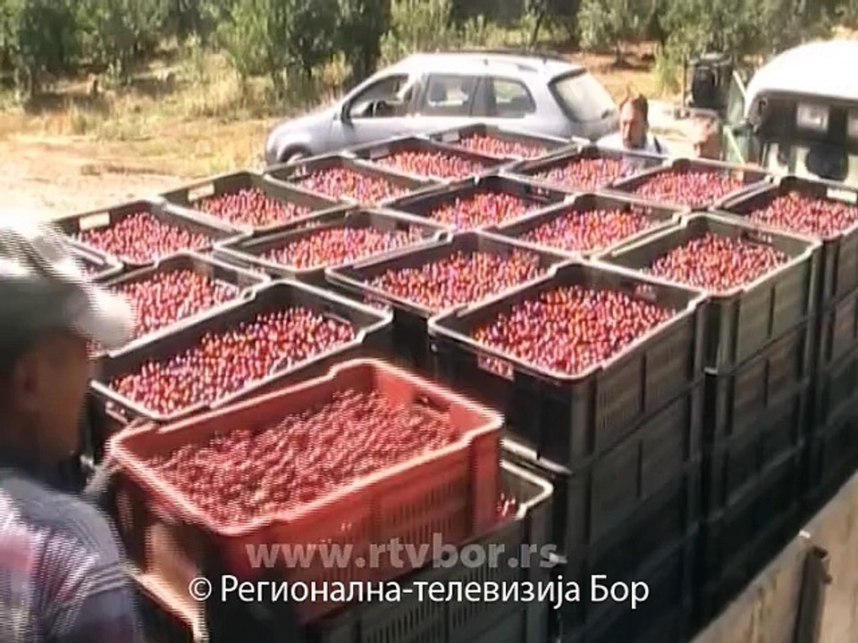 Berba višanja u punom jeku, 18. jun 2015. (RTV Bor)