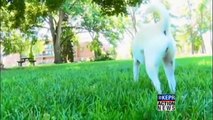 pit bull attack, typical pit bull owner provided fake ID
