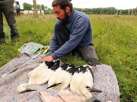 Tigny-Noyelles: trois bébés cigognes ont été bagués