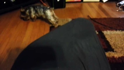 Chewie the Yorkie really wants to give kisses!