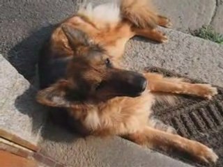 Une 'tite promenade, Saga!