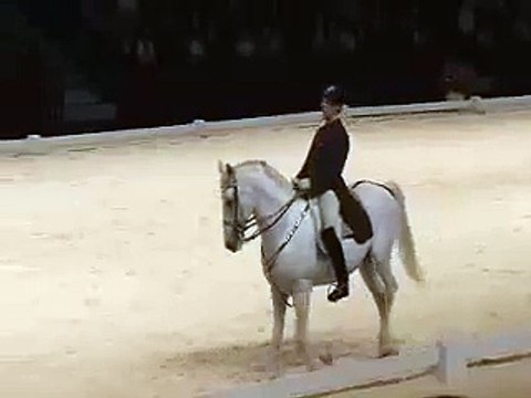 Pirouette - Canter pirouette - Dressage horse