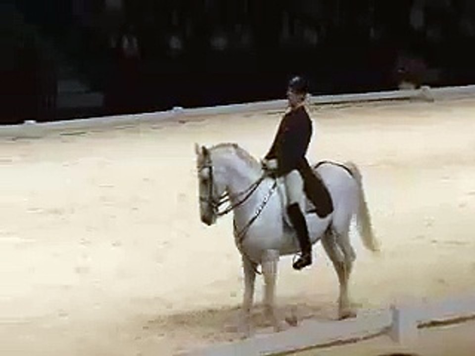 Pirouette - Canter pirouette - Dressage horse