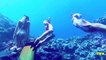 Deep Sea Diving With Girls And Whales | Deep Sea Diving