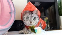 あめずきんちゃんとオモチャ物語 ～おっかしーなぁ!?焦る猫 -Little Red Riding Hood Cat can't get a toy