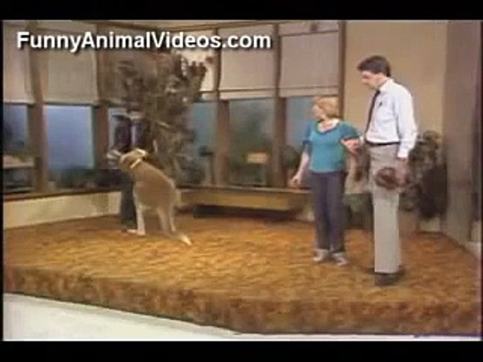Killer Willard the Boxing Kangaroo